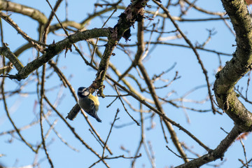 Blaumeise am Ast