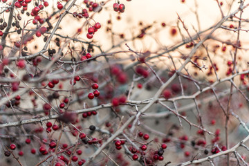 Hawthorn. Closeup shot of hawthorn monogyna. Also known as common hawthorn, single-seeded or single-seeded ,