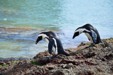 penguins in the wild