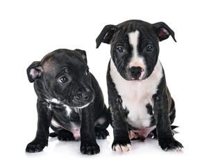 Fototapeta premium puppies staffordshire bull terrier