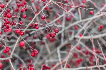 Hawthorn. Closeup shot of hawthorn monogyna. Also known as common hawthorn, single-seeded or single-seeded ,