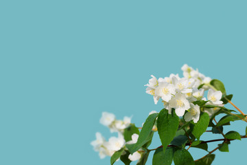 White flowers of jasmine on isolated background