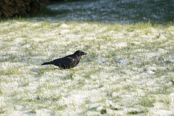 Rabe im Schnee