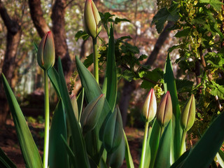 Obraz premium Unexpanded buds of tulip flowers. Green leaves and stalks with buds ready to burst in early spring season. Nature fragile of bloom and blossom in park or gardens
