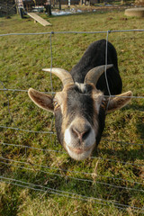 Ziege