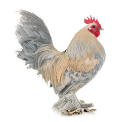 Dutch Booted Bantam