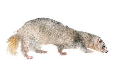 gray ferret in studio