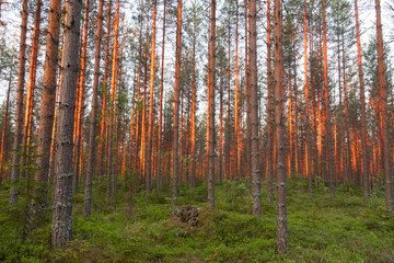 Pine forest tree trunks in red sunrise light