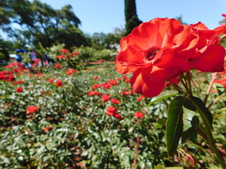 red flowers in the garden