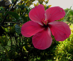Hibiskusblüte