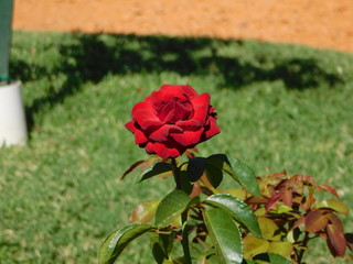 red rose