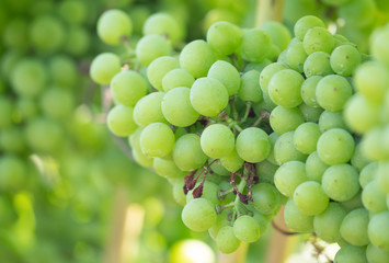 The Green grapes are ready to be harvested.