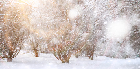 Obraz na płótnie Canvas Winter Park. Landscape in snowy weather. January.