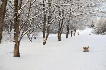 Winter Park. Landscape in snowy weather. January.