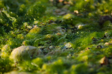 Abstract blured macro shoot of sea weed on low tide