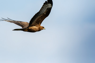 Honey Buzzard (Pernis apivorus).