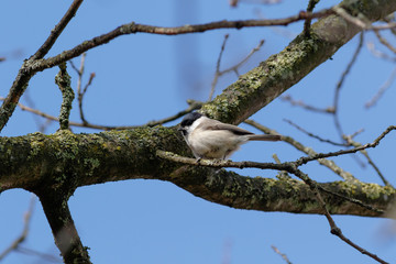 Marsh Tit (Parus palustris).