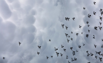 Rain clouds in the sky and a flock of pigeons. The religious concept of faith, the rays of the sun illuminate the path.