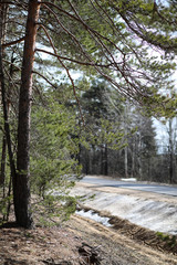 Obraz premium Pine forest in the beginning of spring under the snow. Forest under snow winter landscape. The sun warms the pine forest that has woken up after winter.
