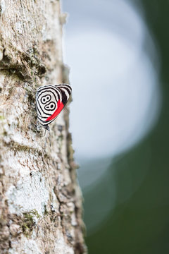 Butterfly 88 at Iguazu Falls in South America