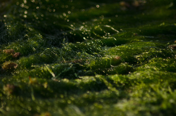 Abstract blured macro shoot of sea weed on low tide