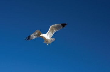 Serie Gaviotas de Kino, cielo azul