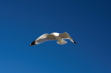 Serie Gaviotas de Kino, espíritu