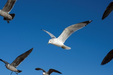 Serie Gaviotas de Kino, paloma