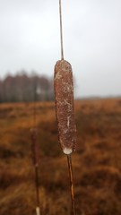 bulrush,bulrush, california bulrush, shoenopelectus, olneys bulrush, bulrush wikipedia, bulrush...