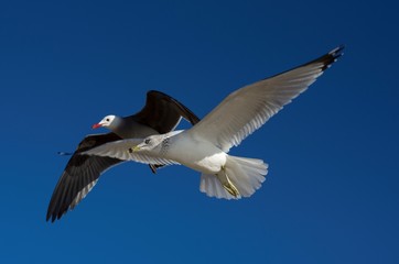 Serie Gaviotas de Kino, pareja