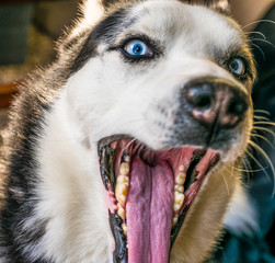 husky yawning © Brett
