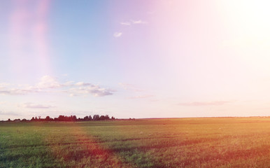 Naklejka na ściany i meble Landscape outside the city. Grassy field and blue sky. Sunset over the village field.