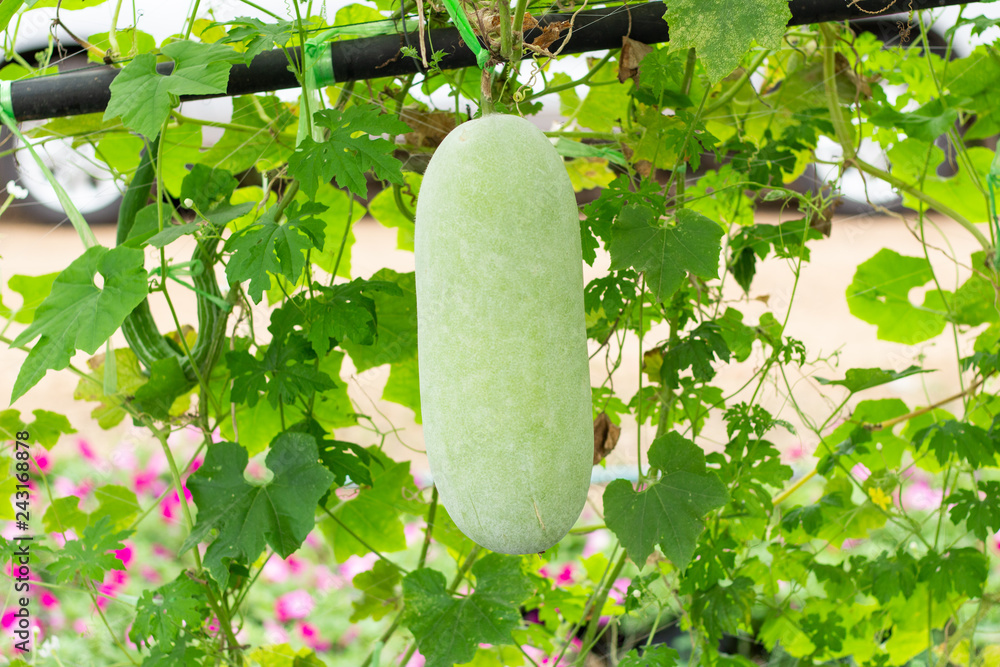 Wall mural white gourd or winter gourd in the garden