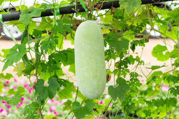 White gourd or Winter gourd in the garden