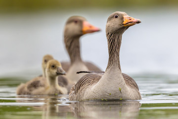 Greylag goose family © creativenature.nl