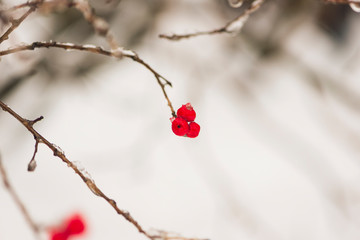 red berries in snow. space for text.