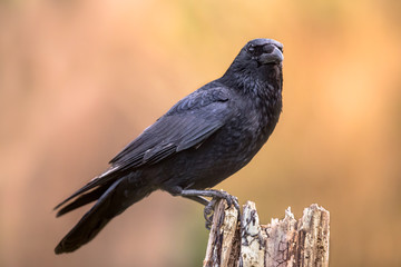 Carrion crow bright background