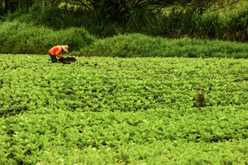 Agricultor trabalhando em plantação de hortaliças, interior de São Paulo, Brasil