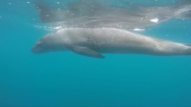 Leopard seal under water