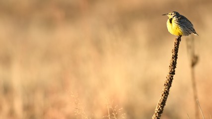 Eastern Meadowlark Sunbathing