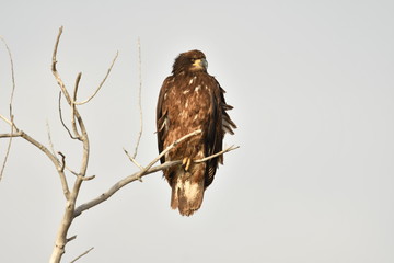 Watchful Hawk Searching for His Next Meal