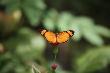 butterfly and flowers