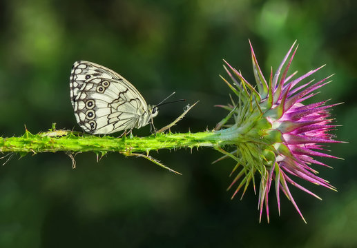Beautiful butterflies sitting on flower