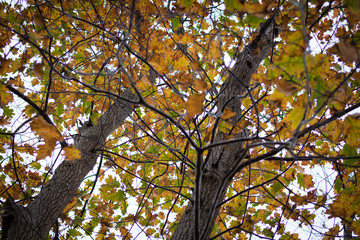 beech tree leaves close up
