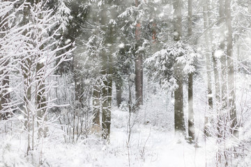 Winter landscape. Forest under the snow. Winter in the park.