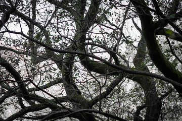 close up of curved nude tree branches in black and white in autumn season