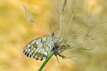 Beautiful butterflies sitting on flower © blackdiamond67