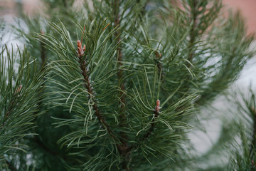 Color photo of a green pine branches