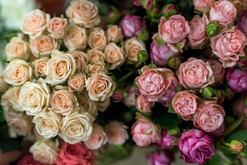 Obraz na płótnie Canvas Beautiful flowers of rose for bouquet closeup