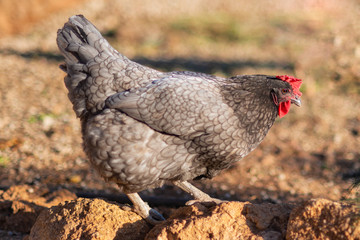 free range hens in a traditional organic poultry farm .